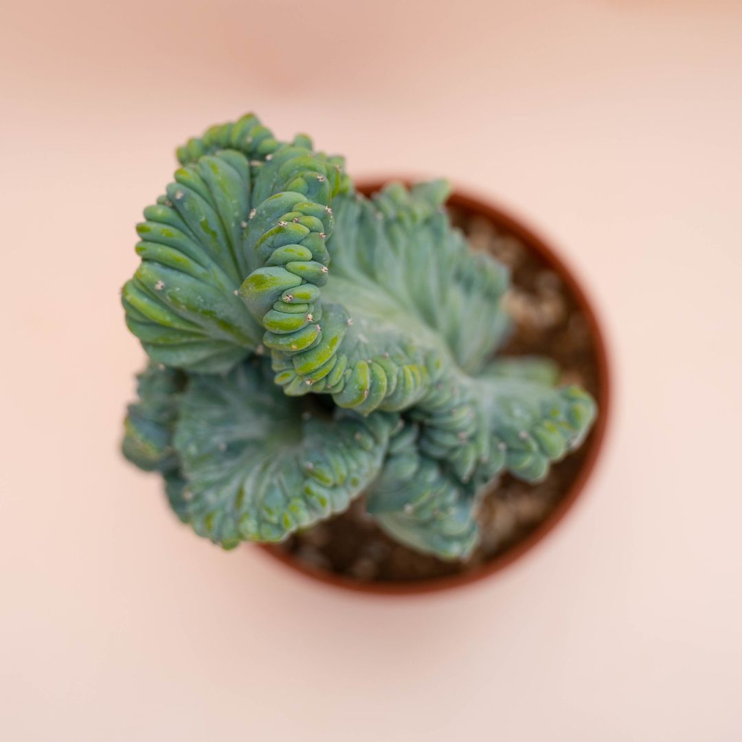 Myrtillocactus geometrizans crestato f. minor Ø 18 cm 769F