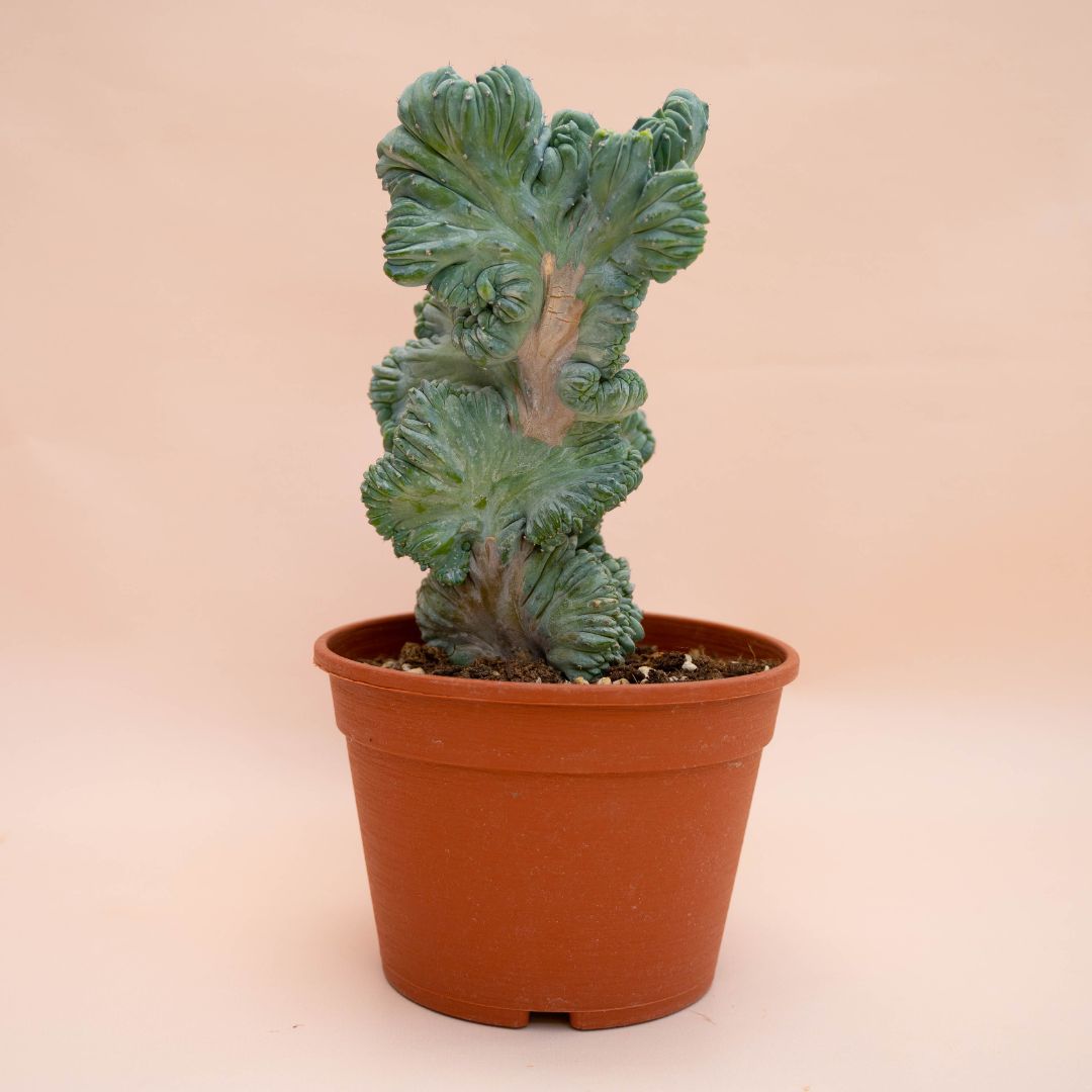 Myrtillocactus geometrizans crestato f. minor Ø 18 cm 770F