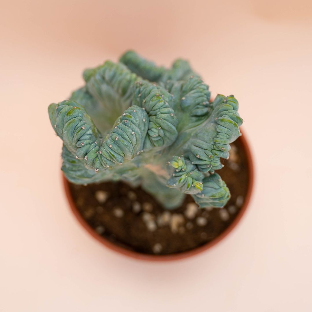 Myrtillocactus geometrizans crestato f. minor Ø 18 cm 770F