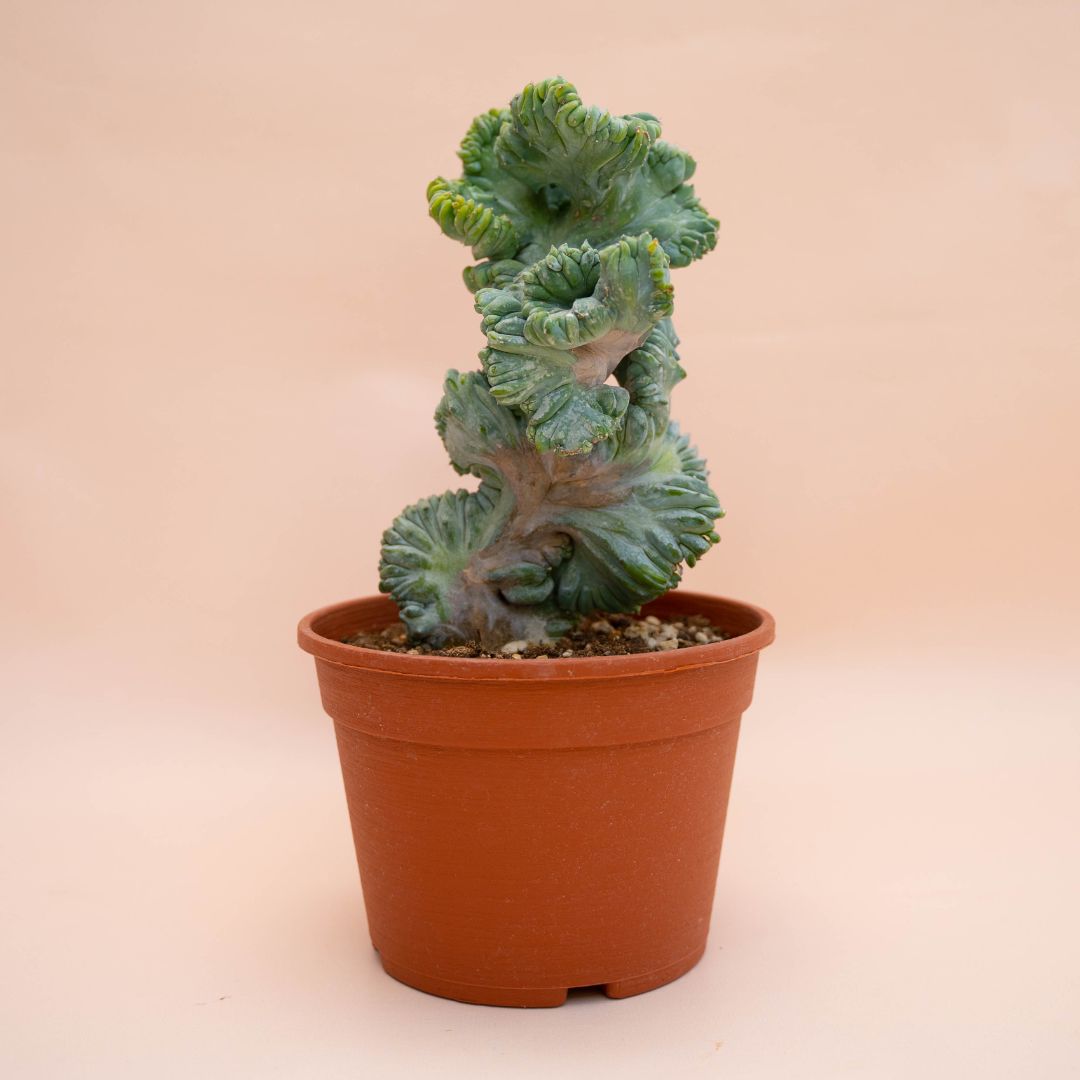 Myrtillocactus geometrizans crestato f. minor Ø 18 cm 771F