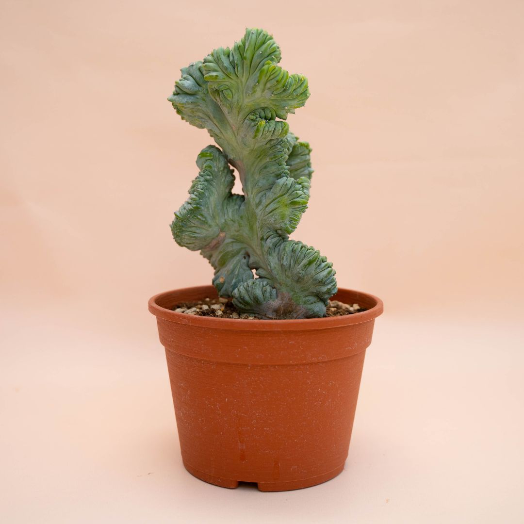 Myrtillocactus geometrizans crestato f. minor Ø 18 cm 771F