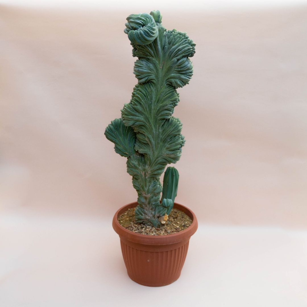 Myrtillocactus geometrizans crestato Ø 26 cm