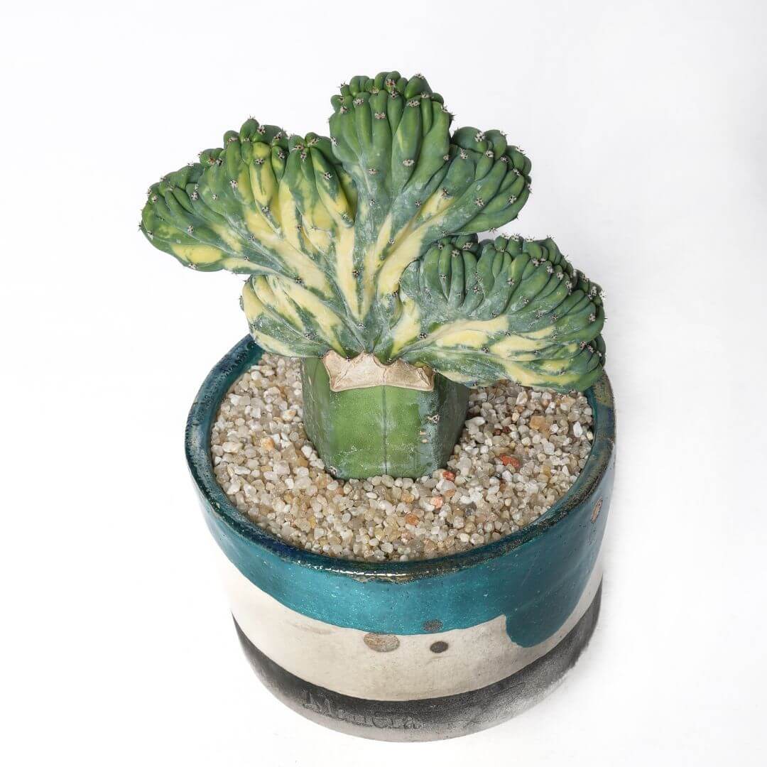Myrtillocactus geometrizans crestato variegato