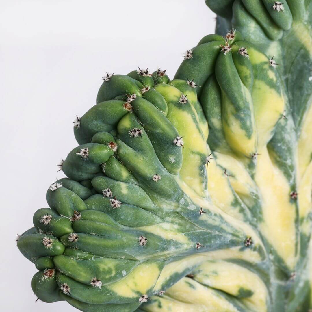 Myrtillocactus geometrizans crestato variegato