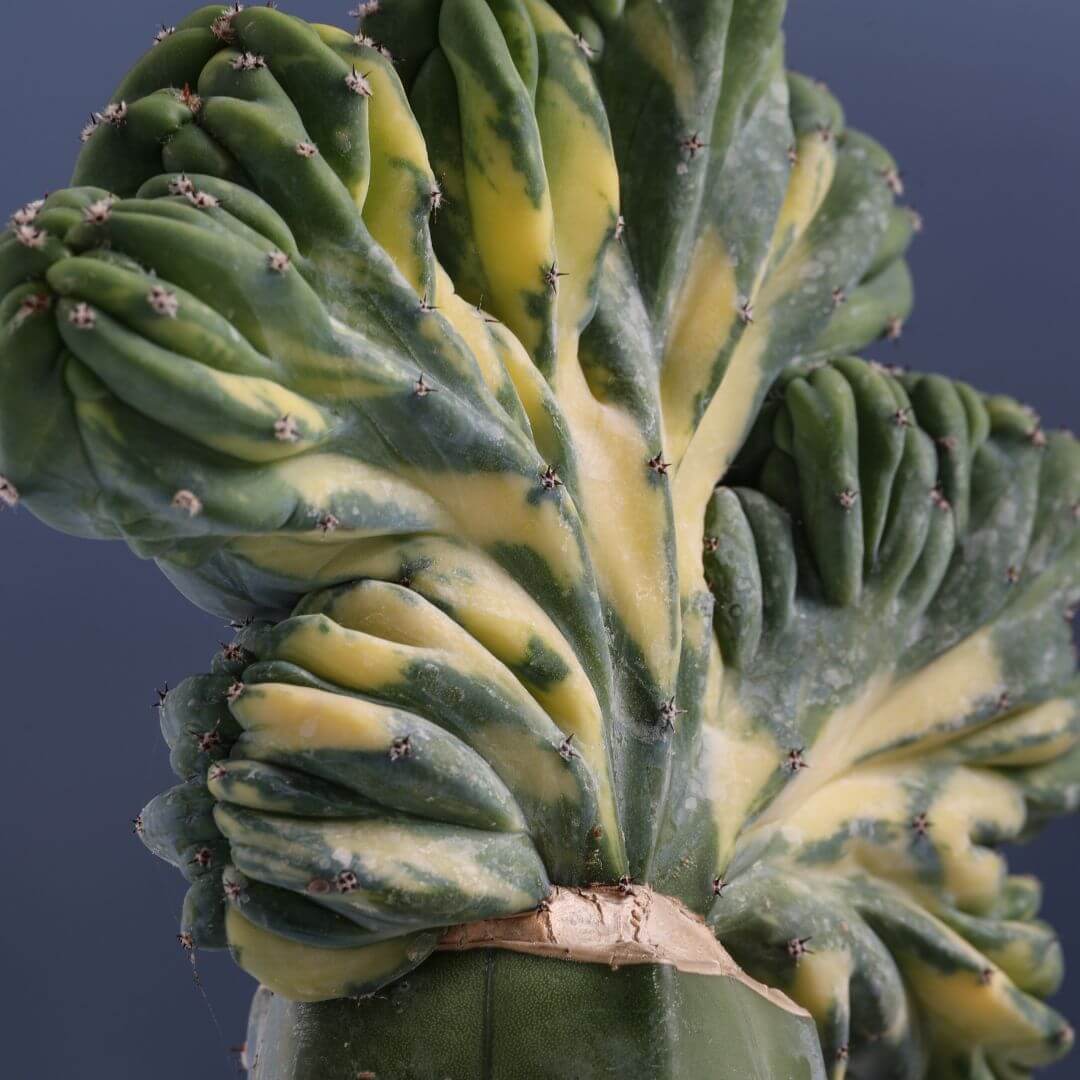 Myrtillocactus geometrizans crestato variegato