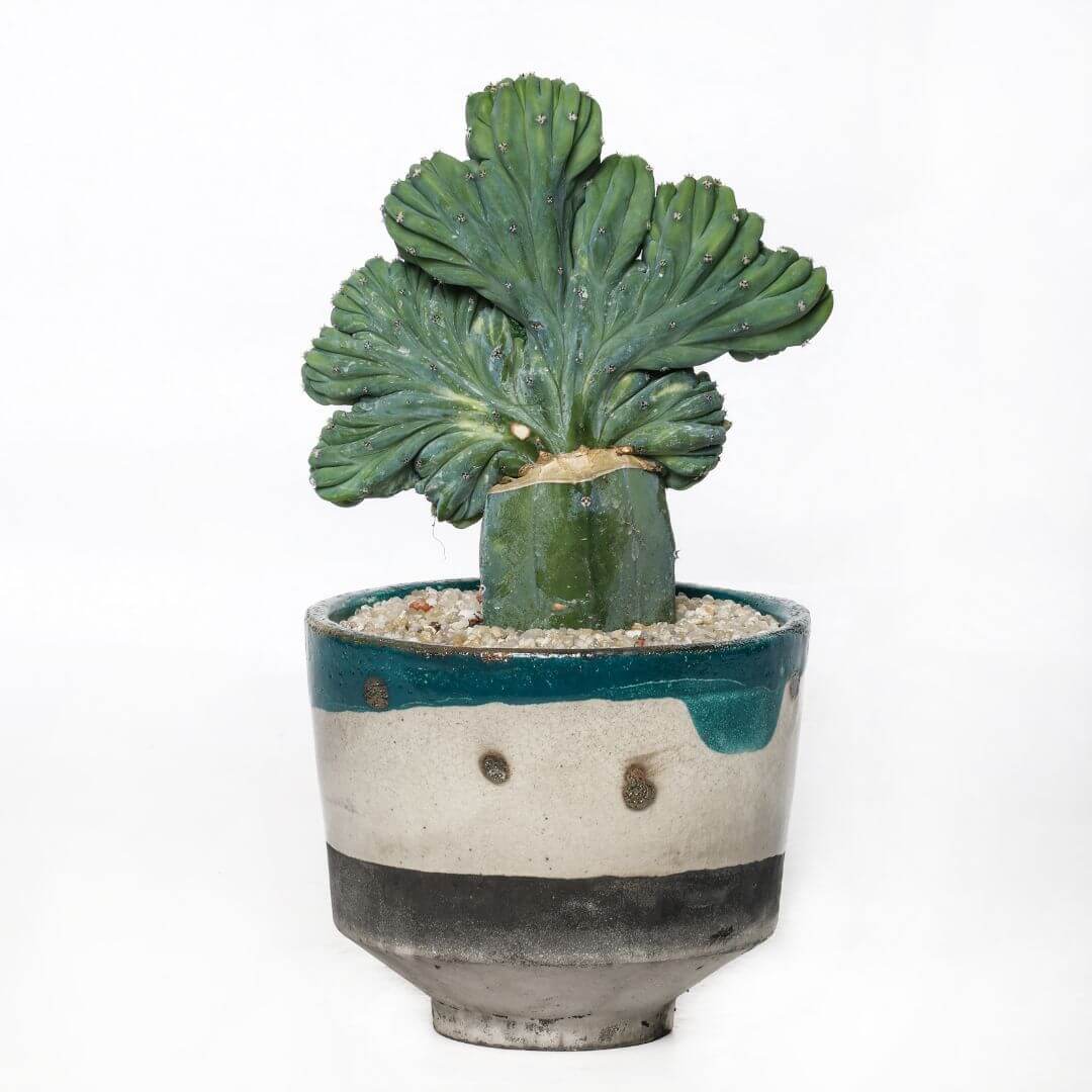 Myrtillocactus geometrizans crestato variegato