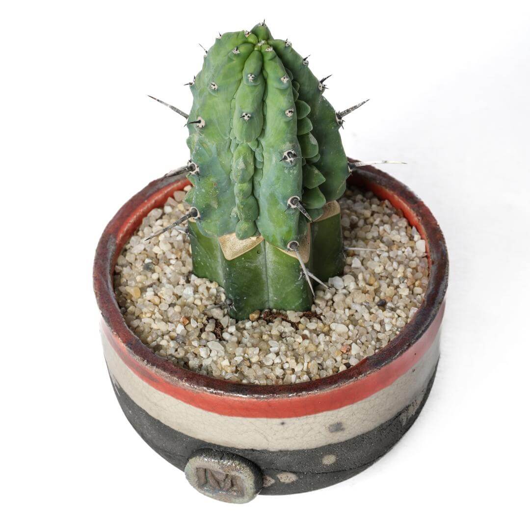 Myrtillocactus geometrizans 'Grecas' (Innesto)