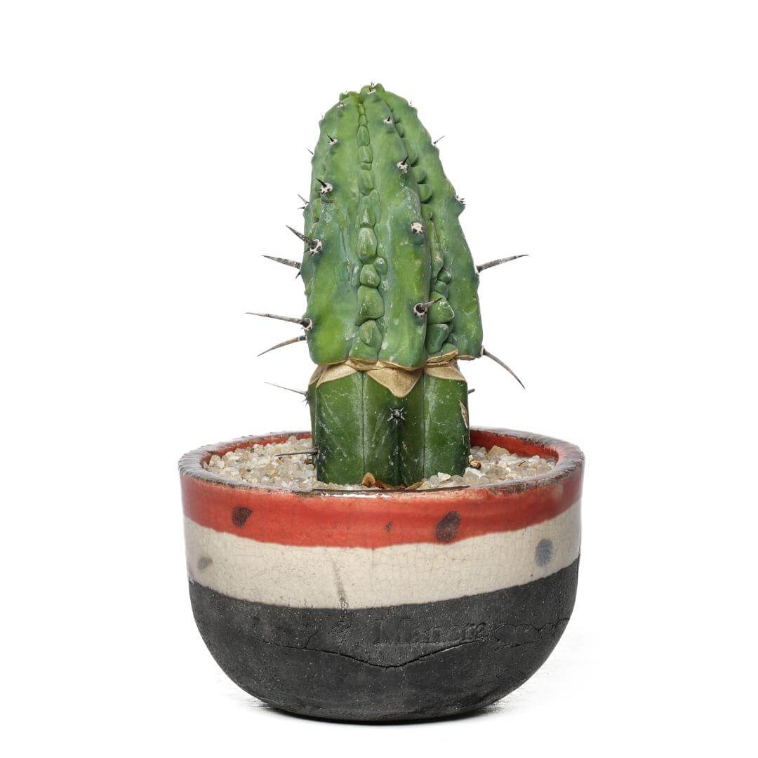 Myrtillocactus geometrizans 'Grecas' (Innesto)