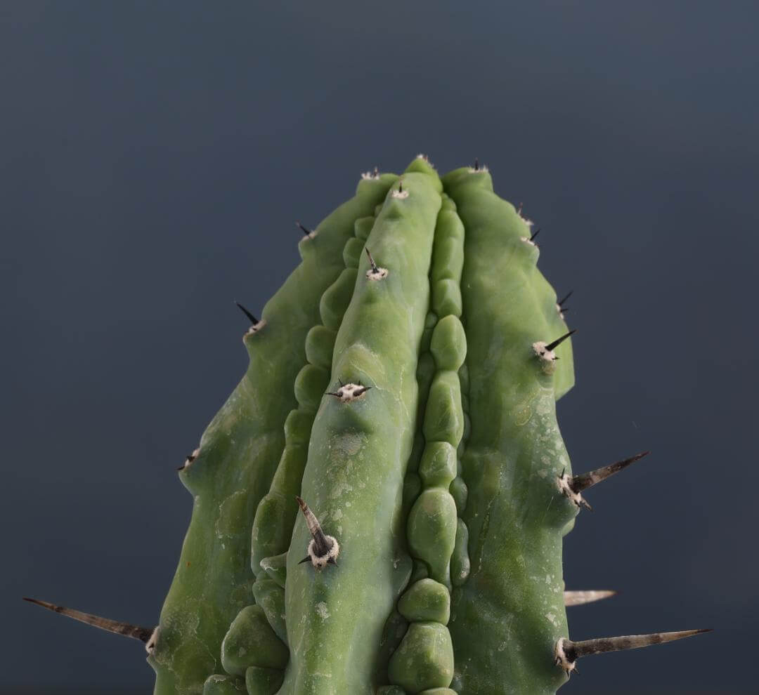 Myrtillocactus geometrizans 'Grecas' (Innesto)
