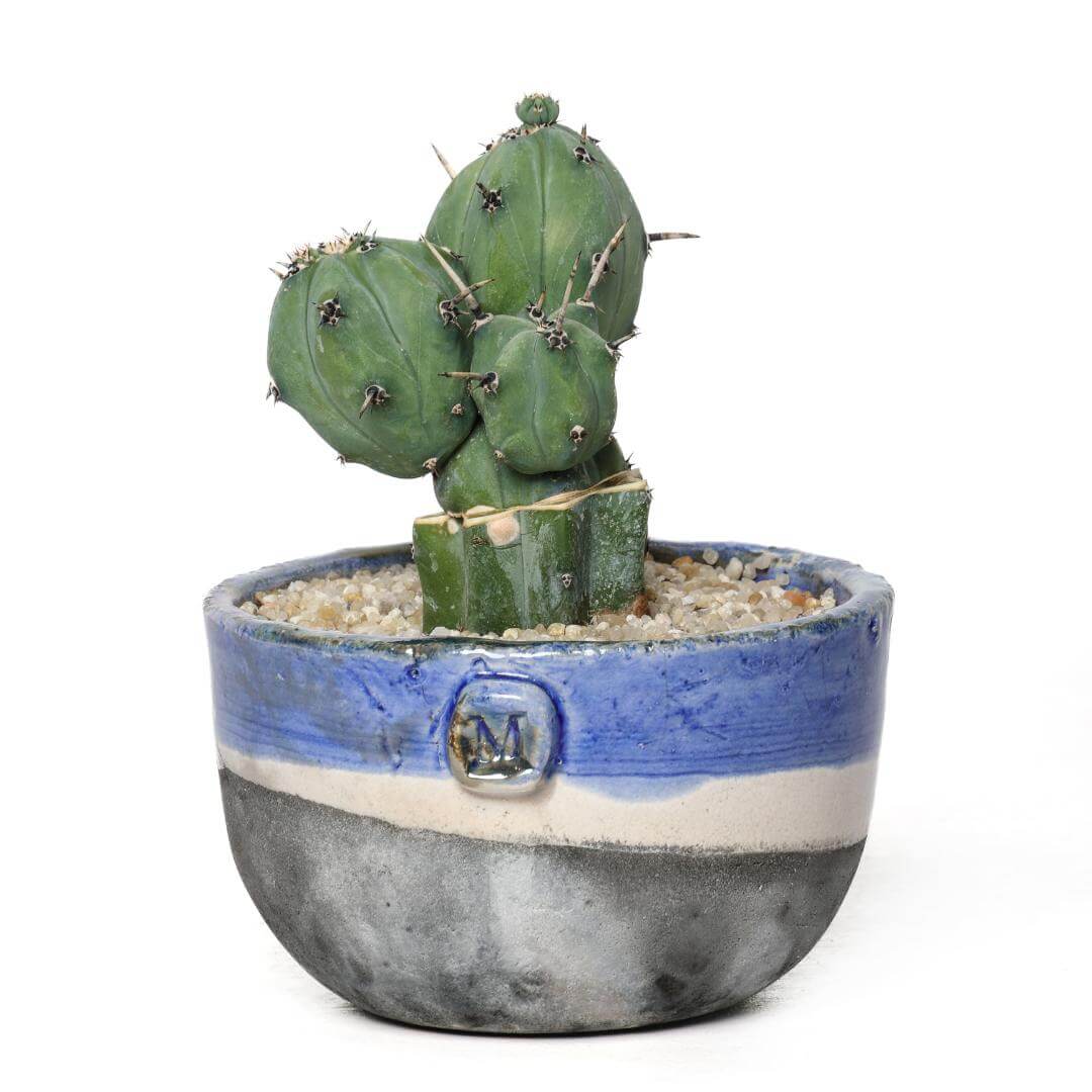 Myrtillocactus geometrizans 'Stacker' (innesto)