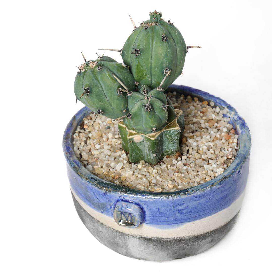 Myrtillocactus geometrizans 'Stacker' (innesto)