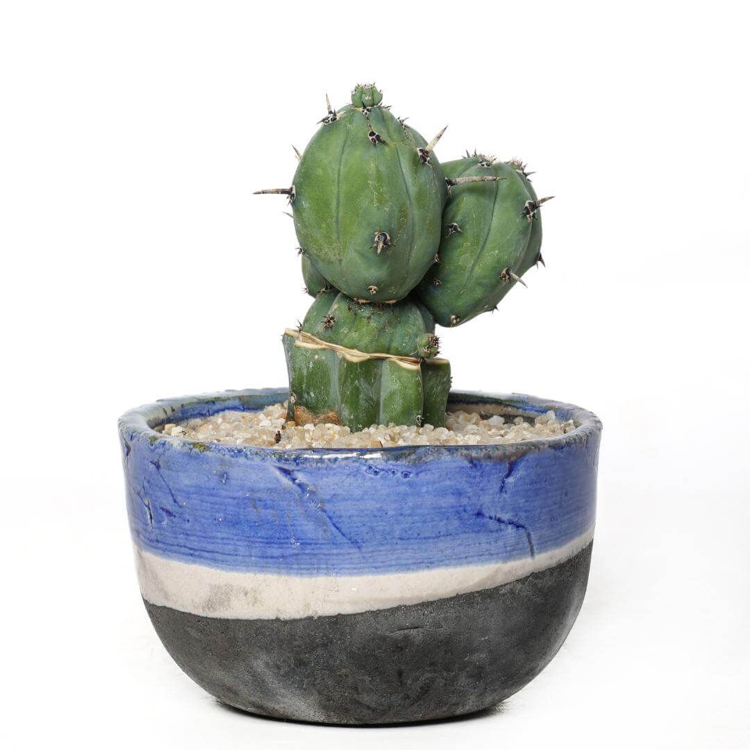 Myrtillocactus geometrizans 'Stacker' (innesto)