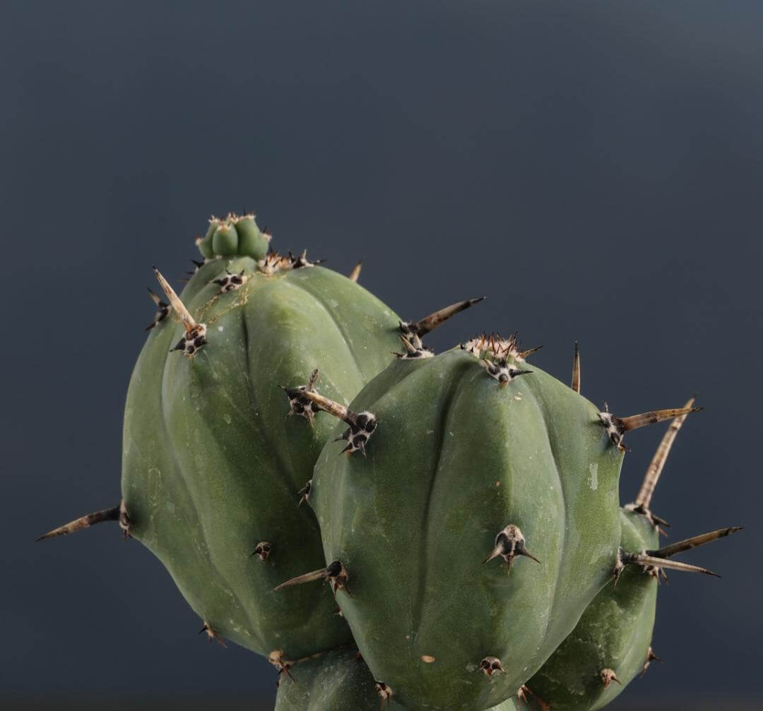 Myrtillocactus geometrizans 'Stacker' (innesto)