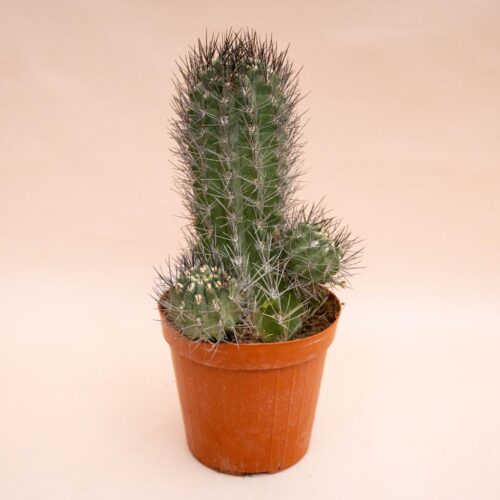 Neoporteria Paucicostata Ø 16 cm