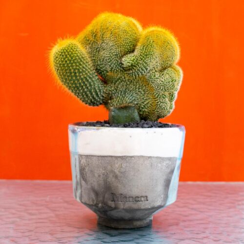 Notocactus leninghausii crestato
