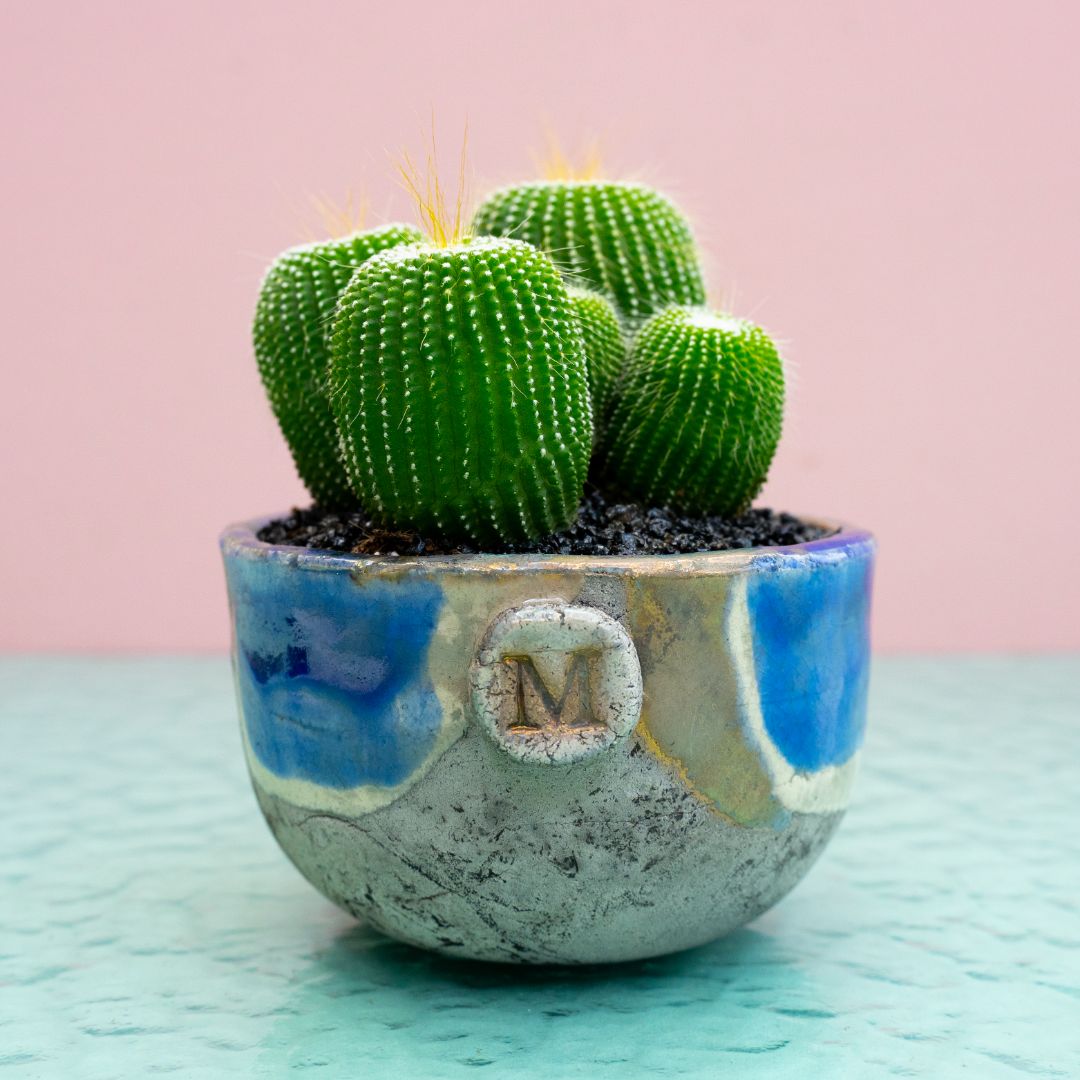 Notocactus leninghausii inermis 317 Raku