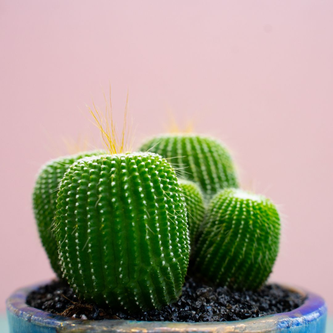 Notocactus leninghausii inermis 317 Raku