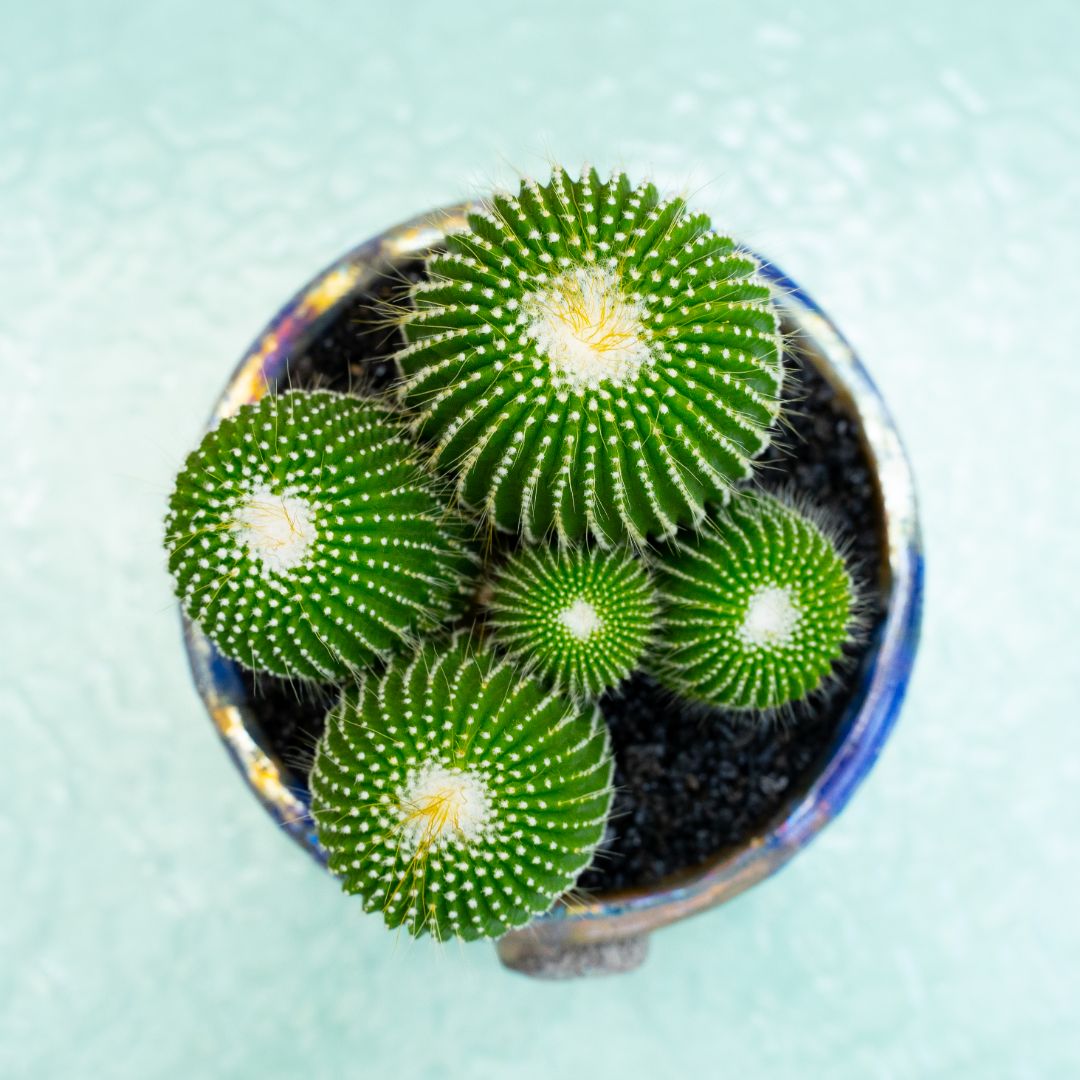 Notocactus leninghausii inermis 317 Raku