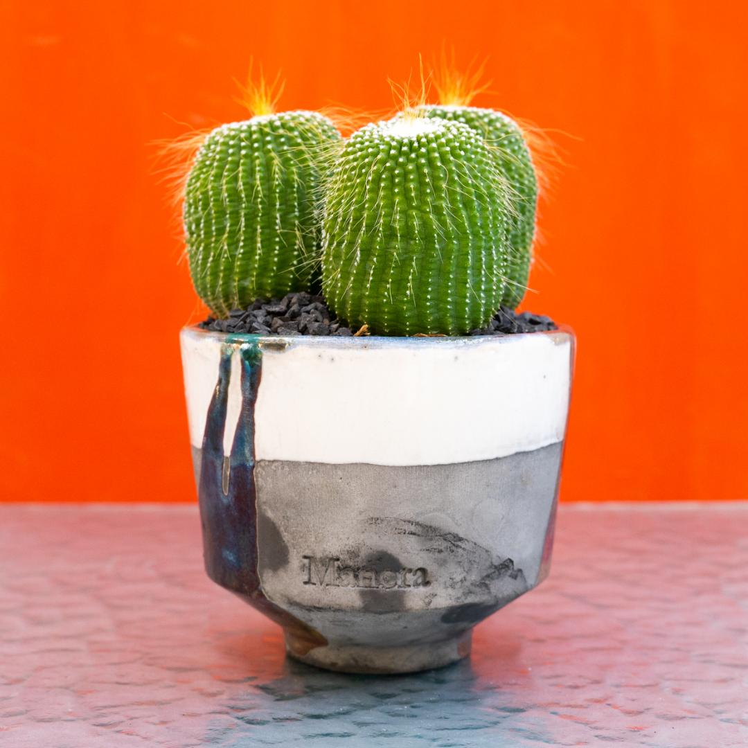 Notocactus leninghausii inermis