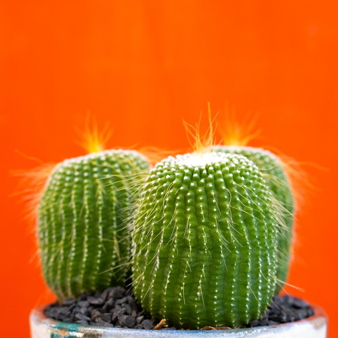 Notocactus leninghausii inermis