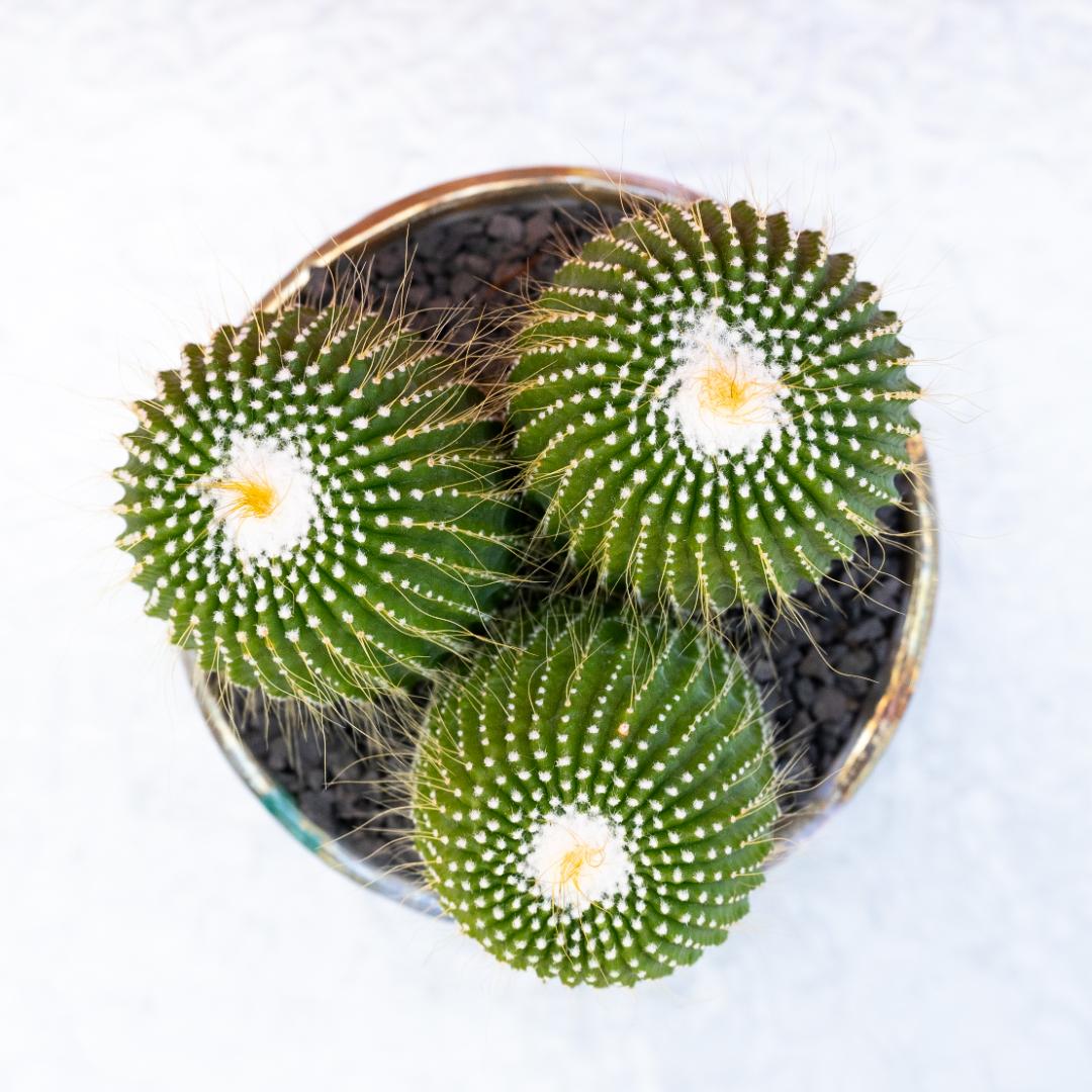 Notocactus leninghausii inermis