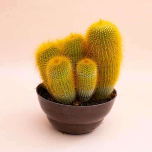 Notocactus leninghausii Ø 15 cm