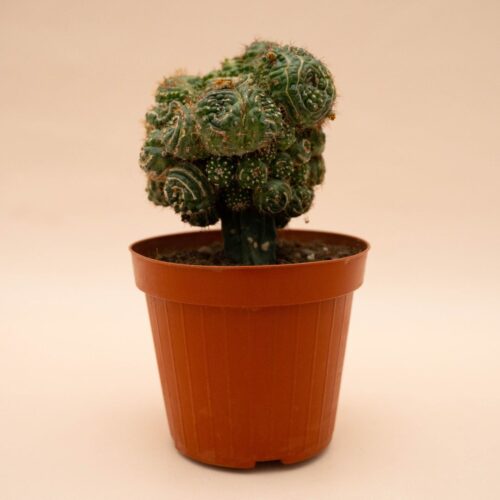 Notocactus uebelmannianus mostruoso 14 cm 1313