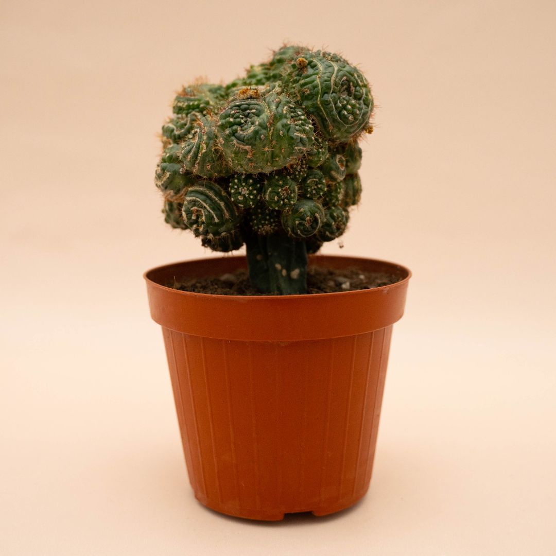 Notocactus uebelmannianus mostruoso 14 cm 1313