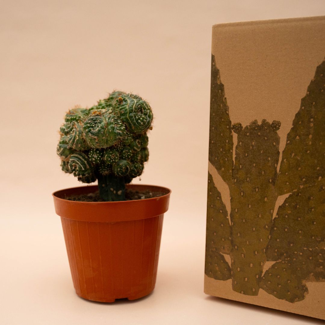 Notocactus uebelmannianus mostruoso 14 cm 1313