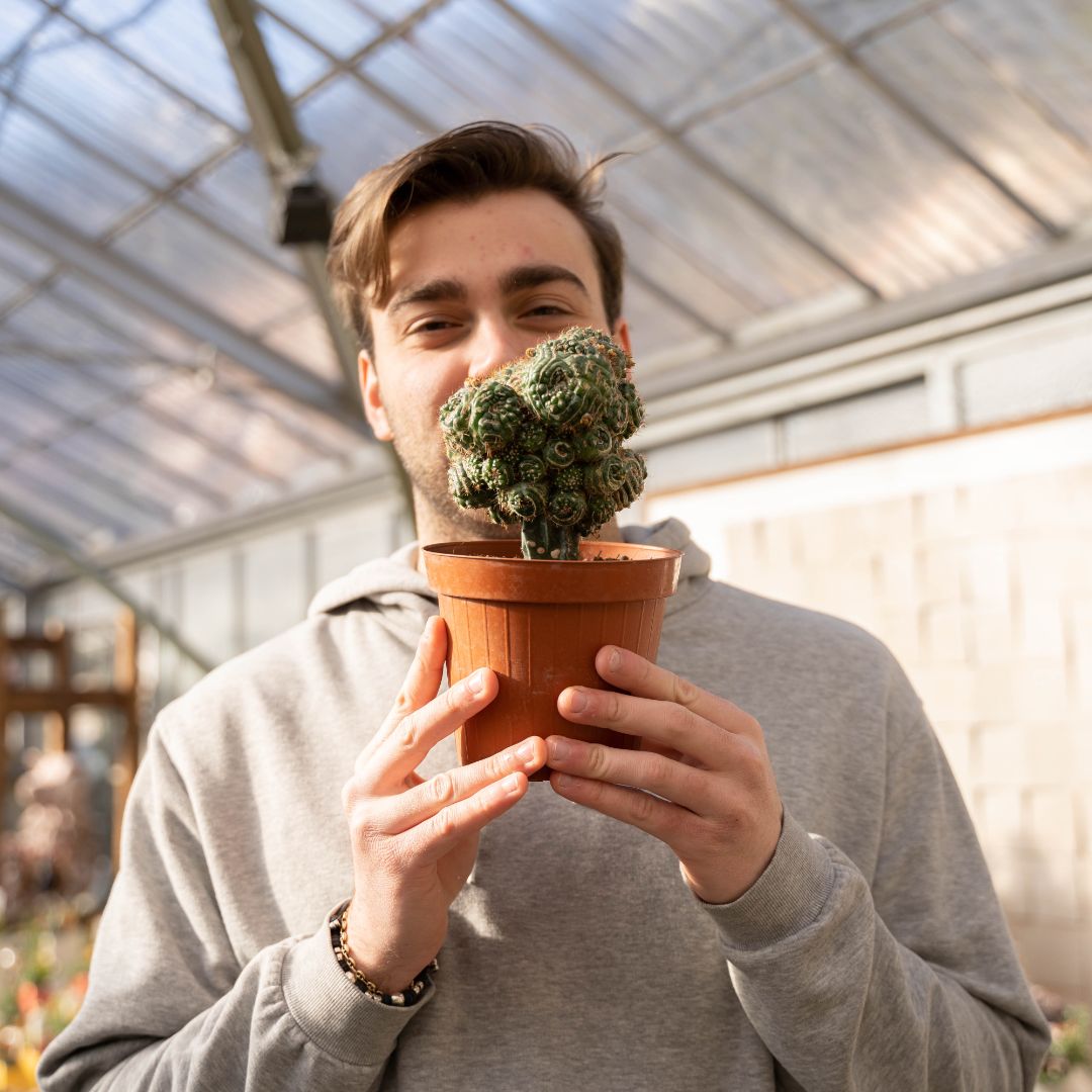 Notocactus uebelmannianus mostruoso 14 cm 1313