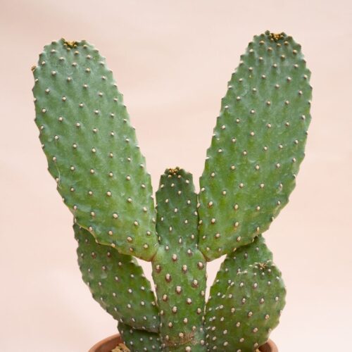 Opuntia consolea Ø 13 cm 848F