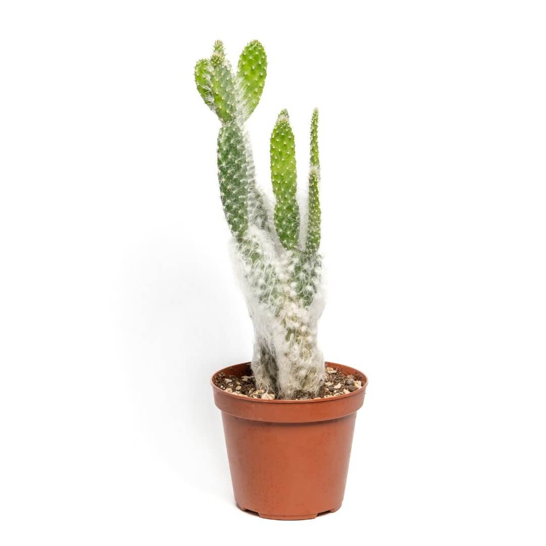 Opuntia Floccosa Ø 14 cm