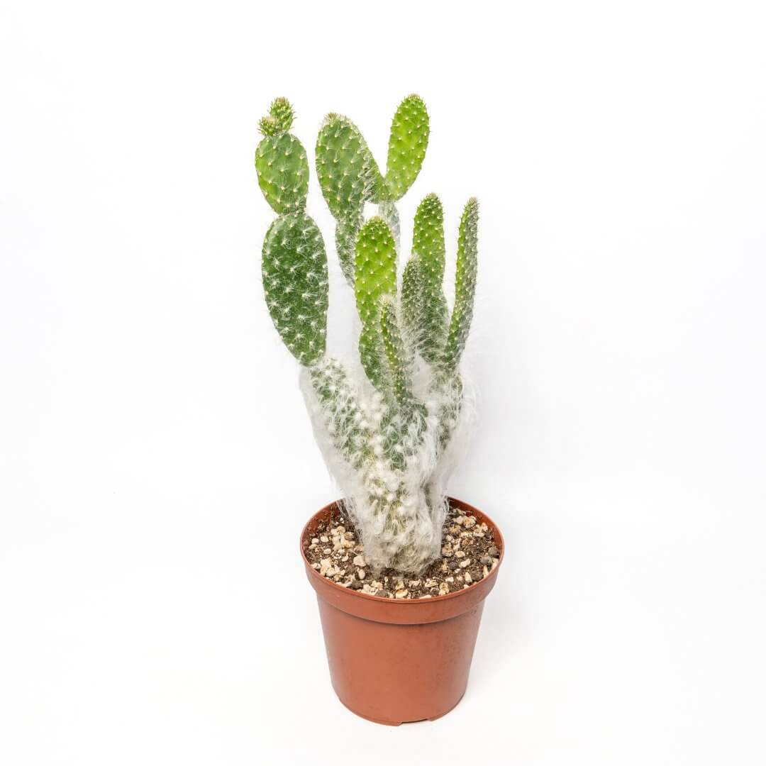Opuntia Floccosa Ø 14 cm