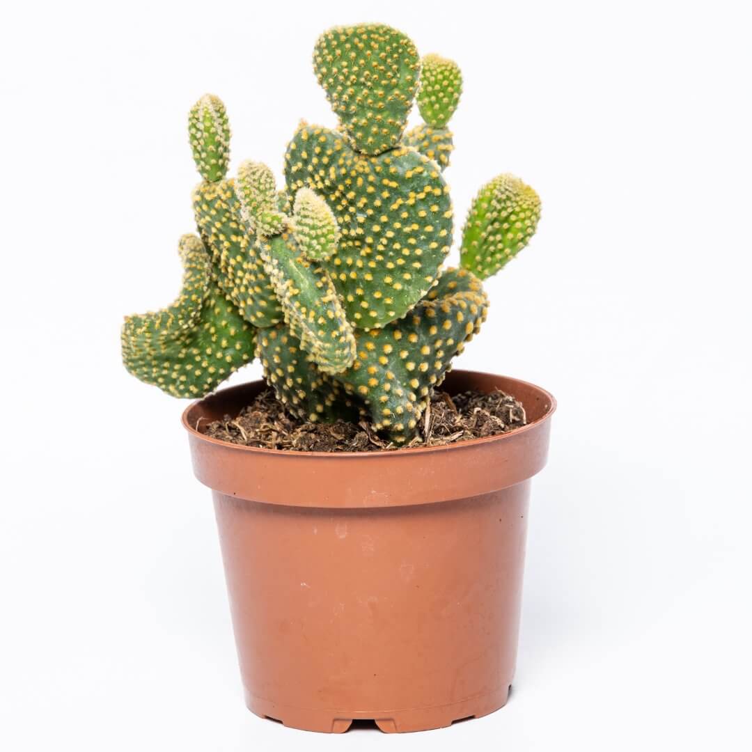 Opuntia microdasys yellow crestata Ø 12 cm