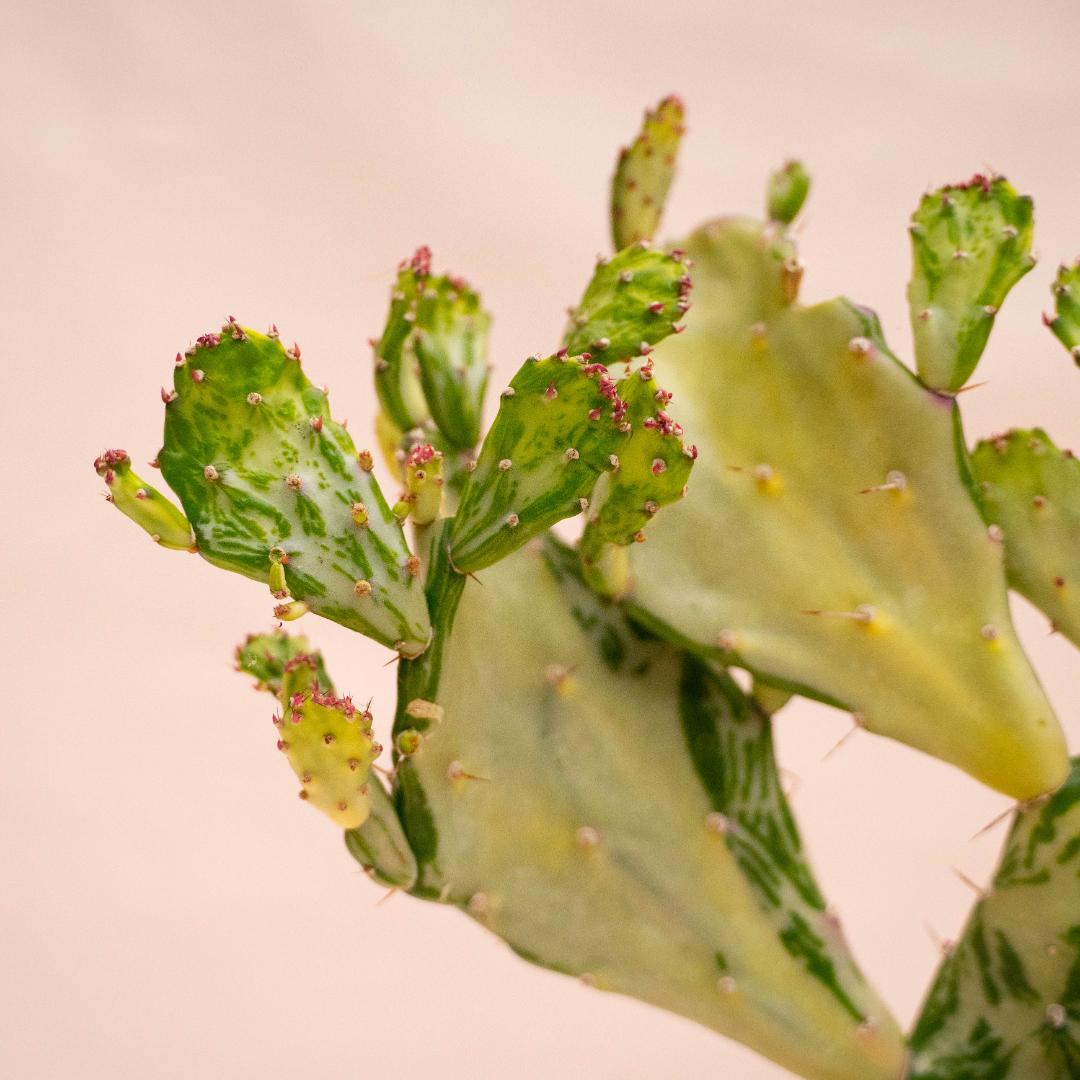 Opuntia monacantha mostruosa variegata Ø 17 cm