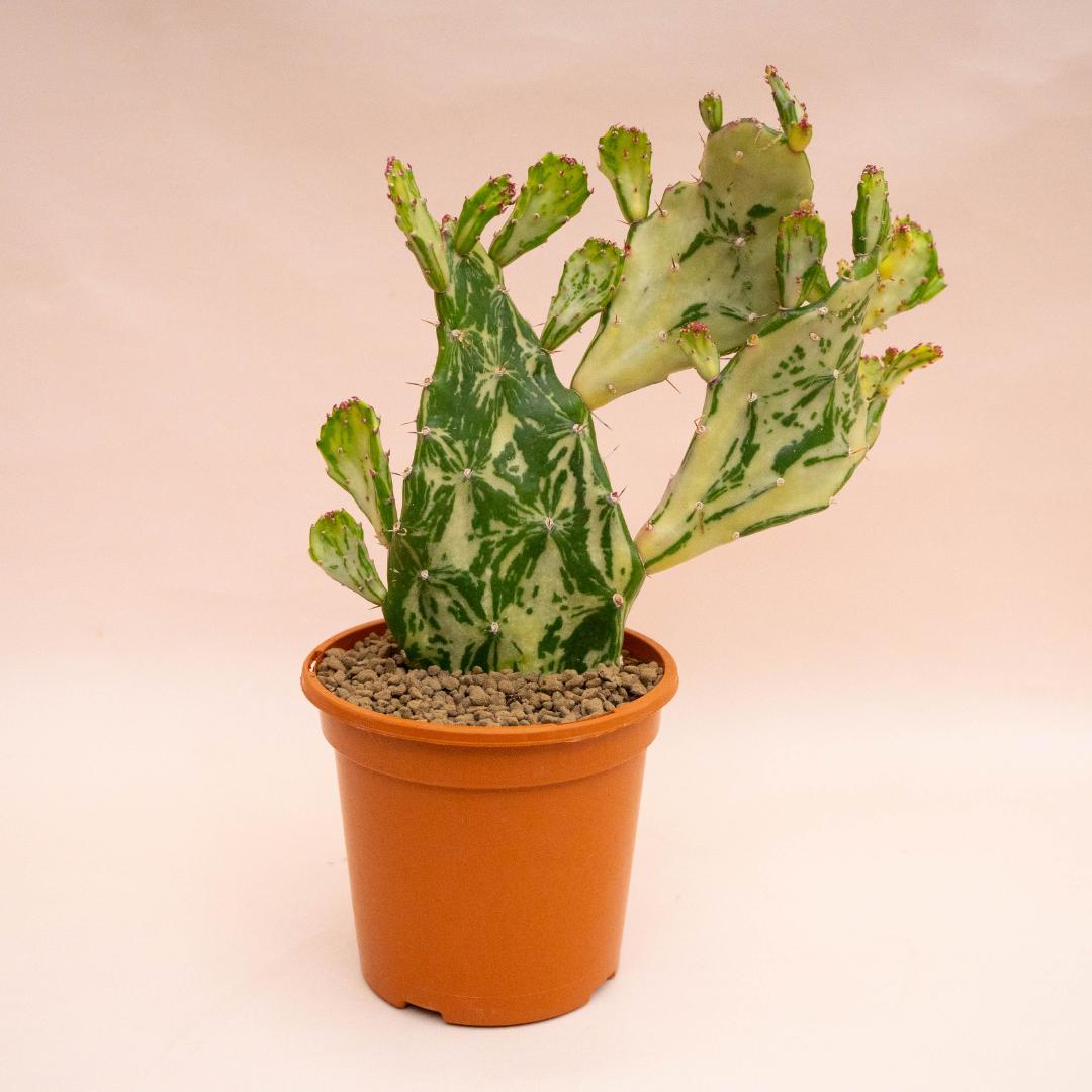 Opuntia monacantha mostruosa variegata Ø 17 cm