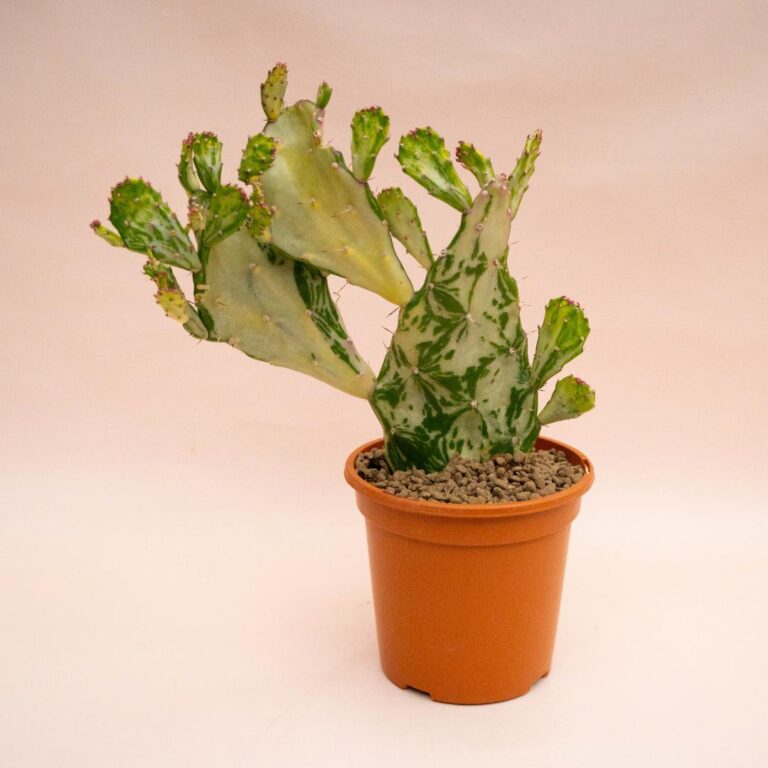 Opuntia monacantha mostruosa variegata Ø 17 cm