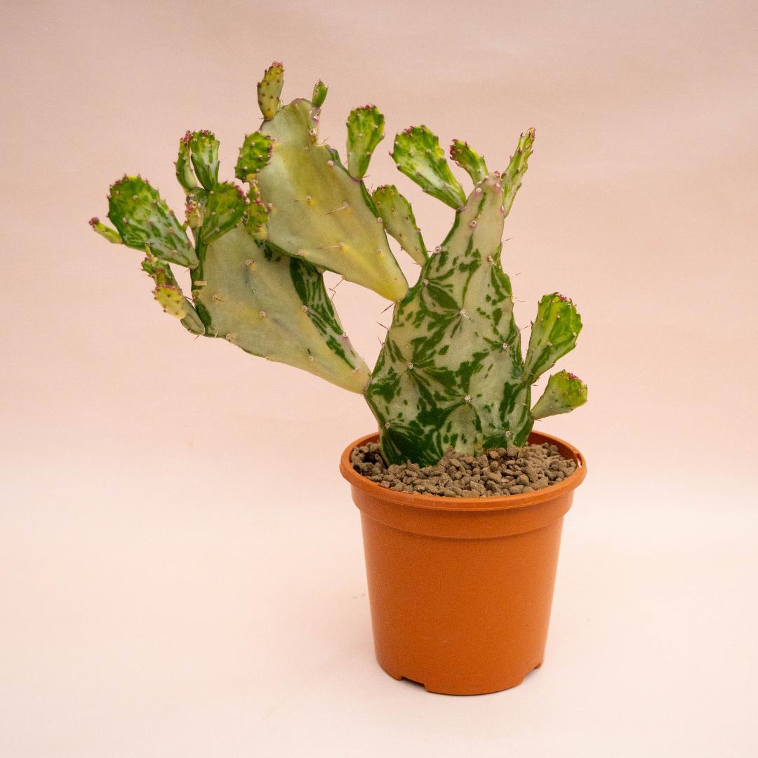 Opuntia monacantha mostruosa variegata Ø 17 cm