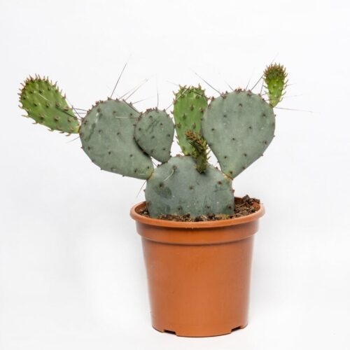 Opuntia Santa Rita Ø 17 cm