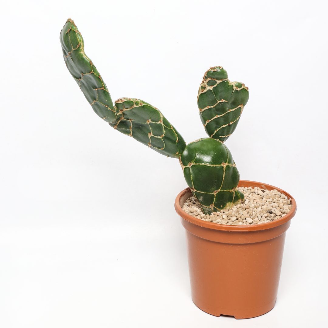 Opuntia zebrina reticulata Ø 14 cm