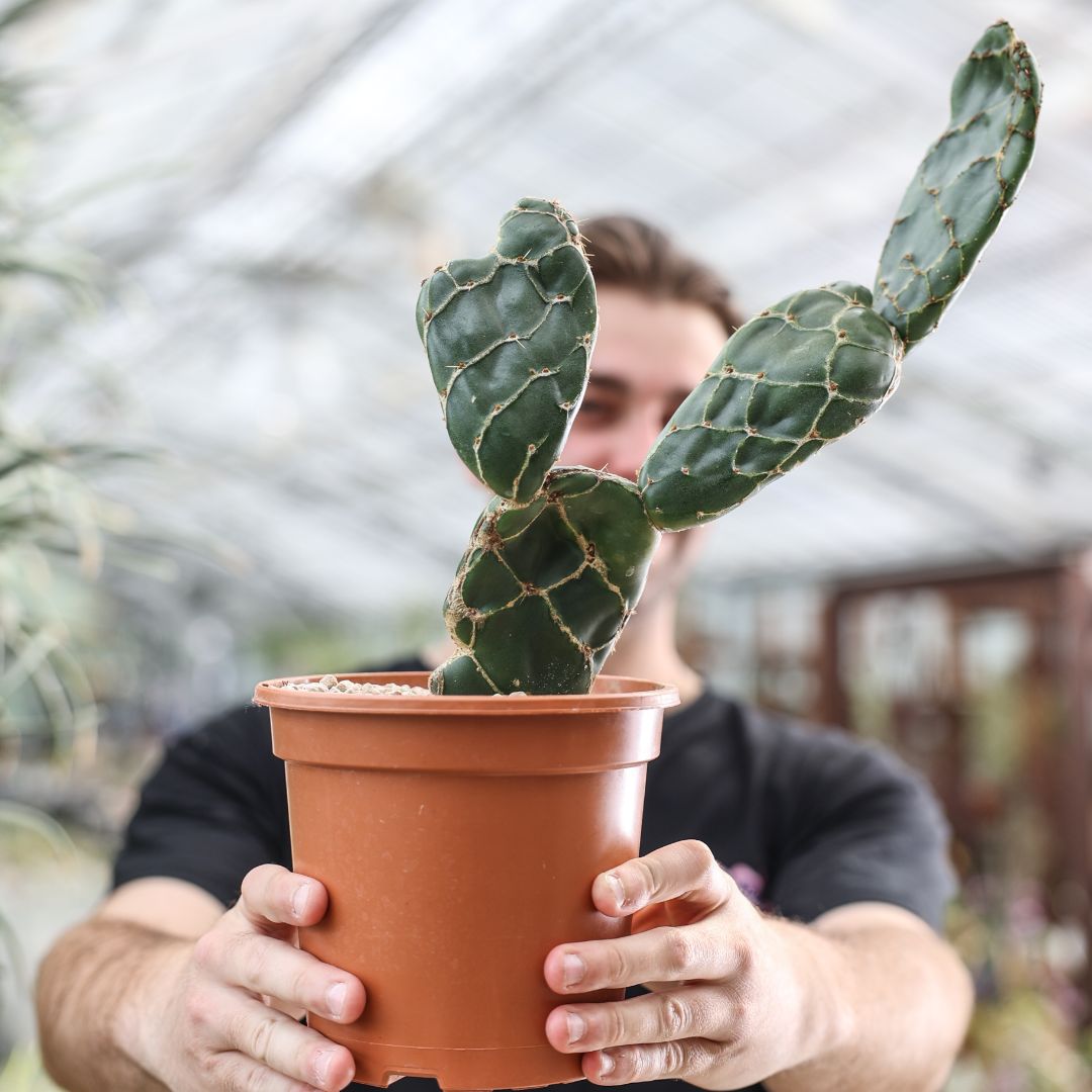 Opuntia zebrina reticulata Ø 14 cm