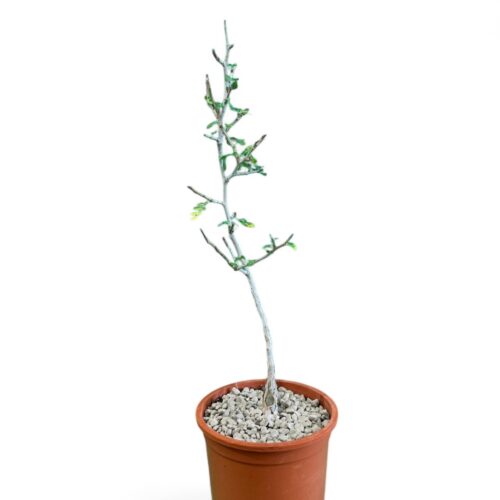 Pachycormus discolor Ø 12 cm