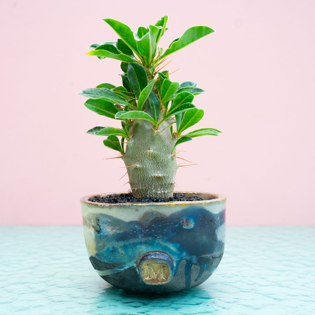 Pachypodium saundersii 313 Raku