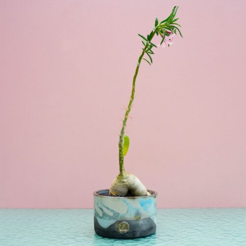 Pachypodium succulentum 324 Raku
