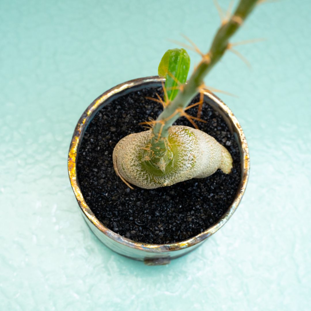 Pachypodium succulentum 324 Raku