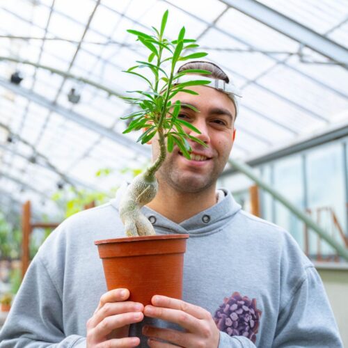 Pachypodium succulentum Ø 16 cm
