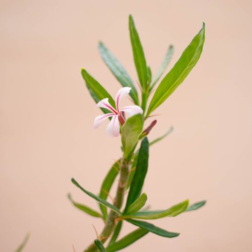 Pachypodium succulentum Ø 22 cm 773F