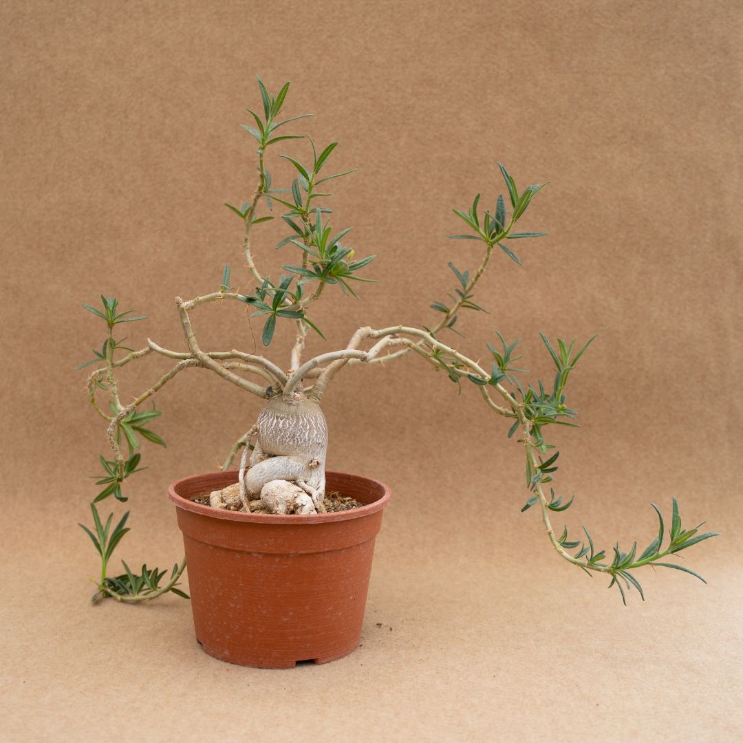 Pachypodium succulentum Ø20 cm