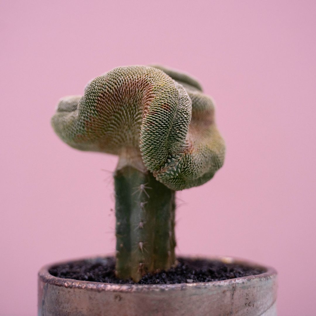 Pelecyphora pseudopectinifera crestata 239 Raku