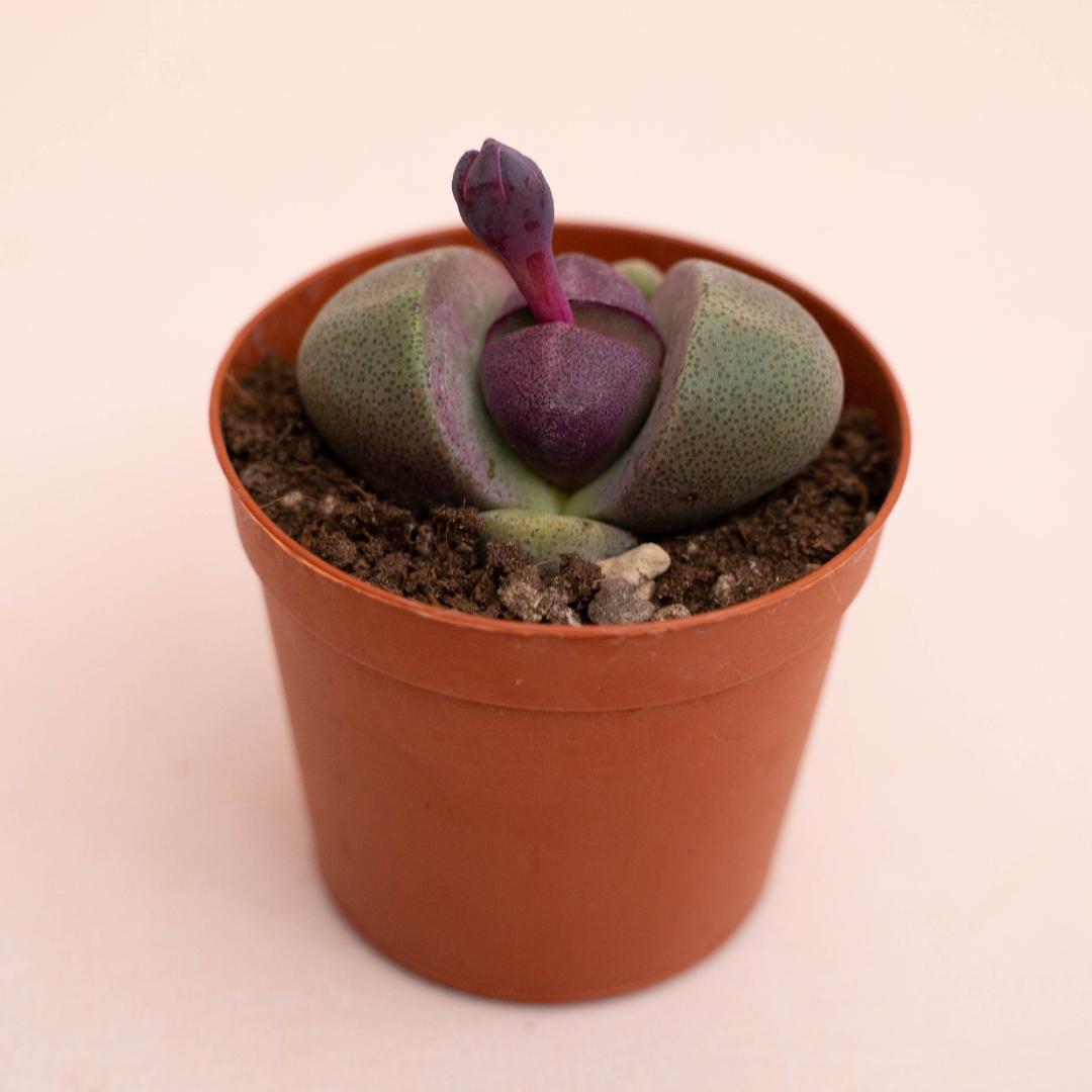 Pleiospilos nelii Royal Flush Ø 7,5 cm